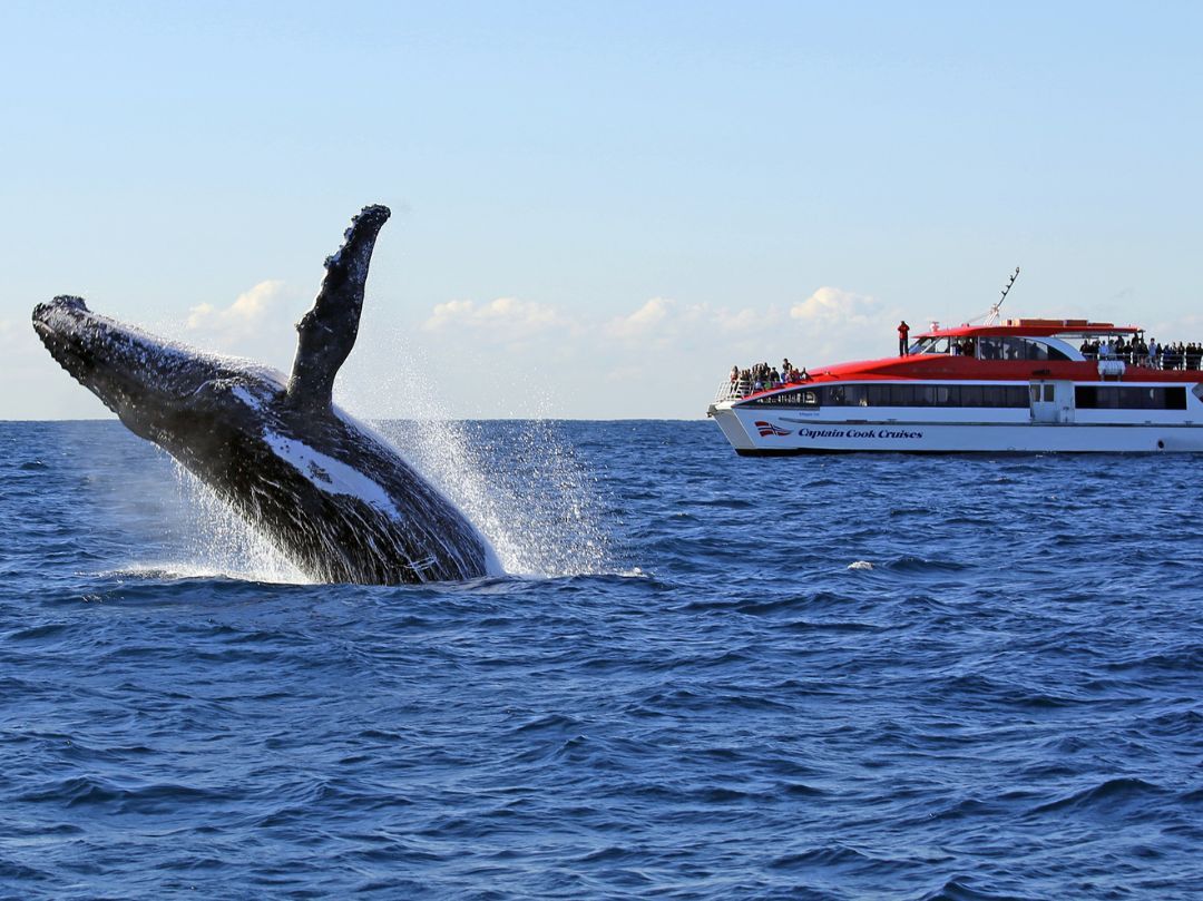 Afternoon Whale Watching Cruise from Sydney - catamaran watching whales migrate past Sydney