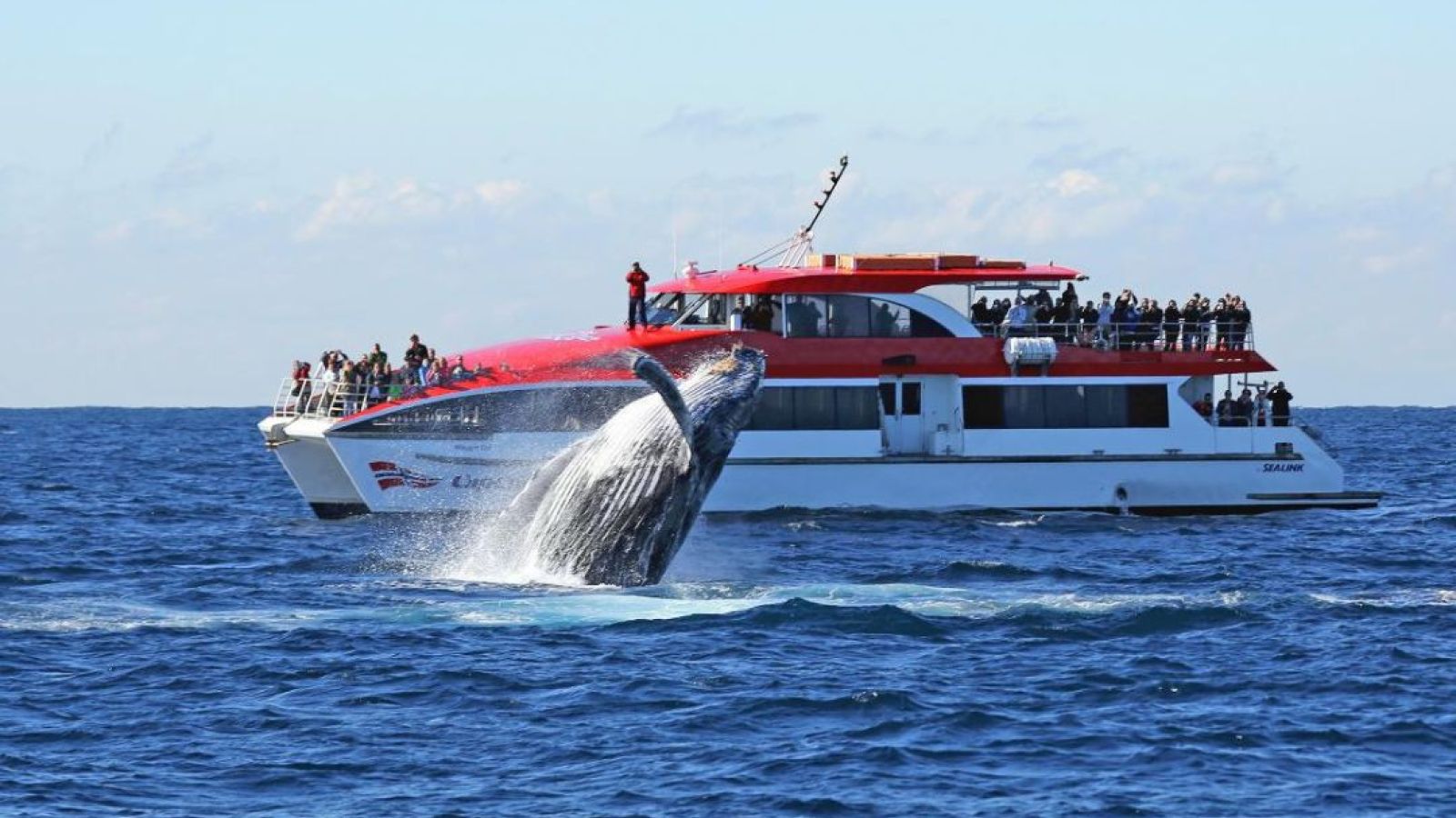 Whale watching cruise from Sydneey - boat watching whales play off Sydney Harbour