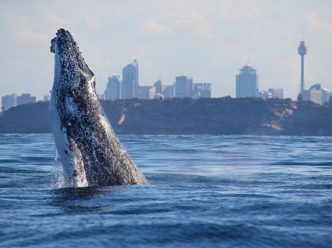 Whale Watching boat Tour Sydney