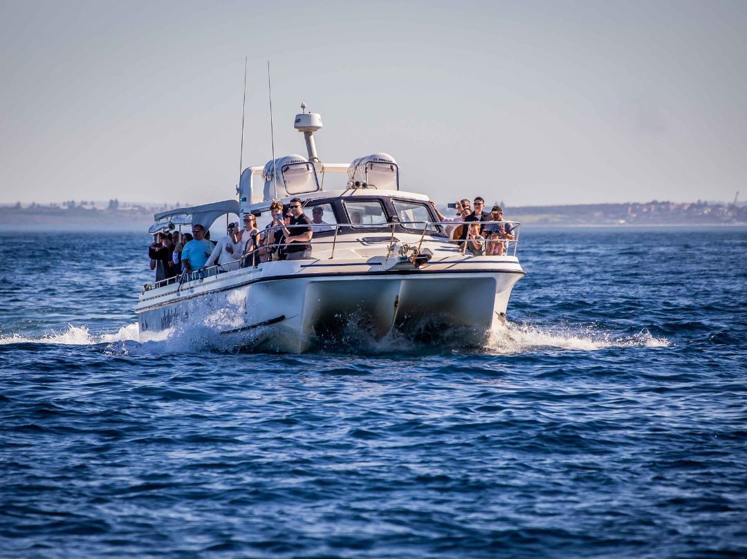 sydney harbour cruise boxing day