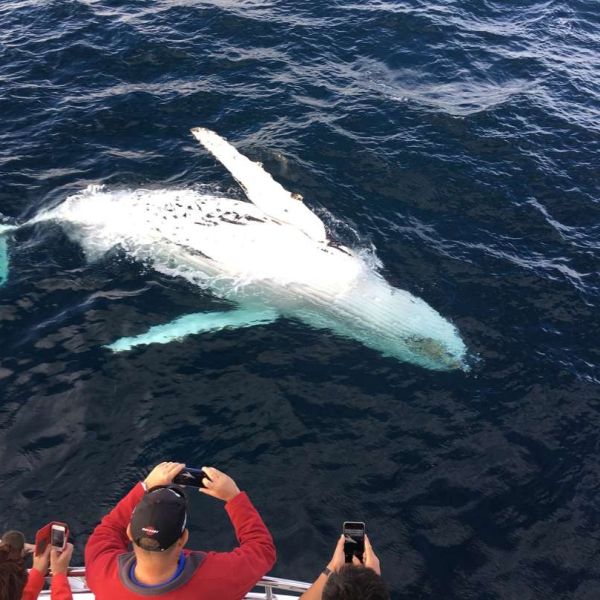 Sydney whale watching boat tours