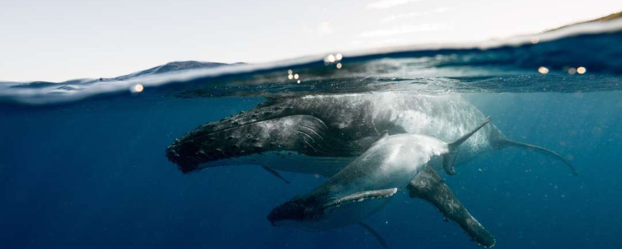 Sydney whale watching tours - humpback whales